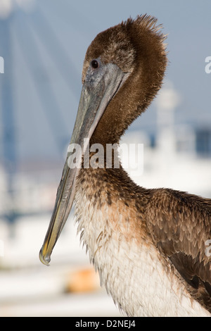 Un jeune Pélican brun (Pelecanus occidentalis) à Old Fisherman's Wharf, Monterey, Californie Banque D'Images