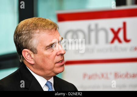 29 janvier 2013 à Belfast, en Irlande du Nord. Le prince Andrew, duc de York, à pathXL au parc scientifique de l'Irlande du Nord Banque D'Images