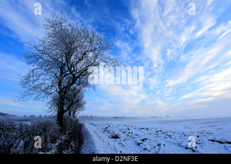 Hoare givre hiver sur scène Bulwick, champs, village Rockingham Forest, Northamptonshire, Angleterre ; Grande-Bretagne ; UK Banque D'Images