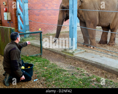 L'éléphant asiatique ou asiatique Elephas maximus en captivité nourris par keeper au zoo de Twycross Leicestershire Angleterre UK Banque D'Images