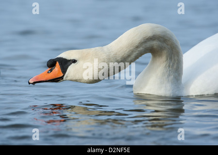 Afficher le Cygne tuberculé (Cygnus olor), Welney, Norfolk. Banque D'Images