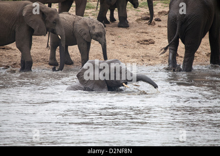 Bébé éléphant sauvage aux défenses swimming in river vu par troupeau Banque D'Images