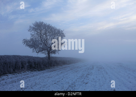 Hoare givre hiver sur scène Bulwick, champs, village Rockingham Forest, Northamptonshire, Angleterre ; Grande-Bretagne ; UK Banque D'Images