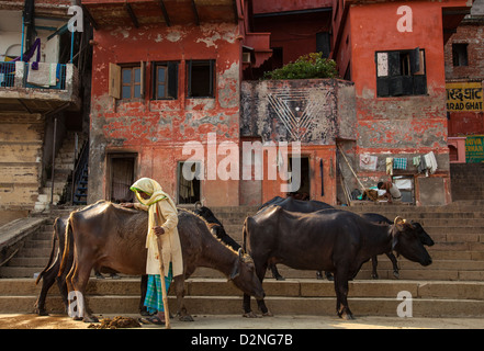 Éleveur de vache, Varanasi, Inde Banque D'Images