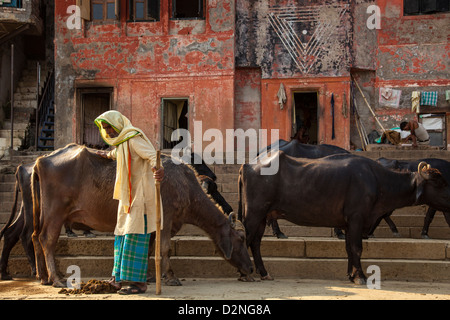 Éleveur de vache, Varanasi, Inde Banque D'Images