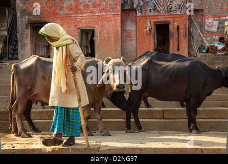 Éleveur de vache, Varanasi, Inde Banque D'Images