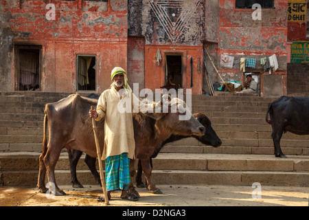 Éleveur de vache, Varanasi, Inde Banque D'Images