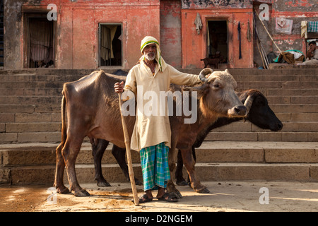 Éleveur de vache, Varanasi, Inde Banque D'Images