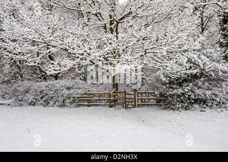 Un bois neige scène UK Banque D'Images