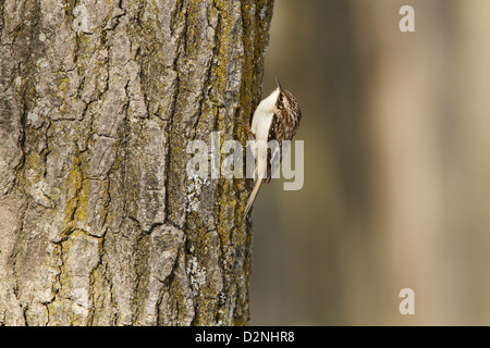 Grimpereau brun (Certhia americana) en hiver. Banque D'Images