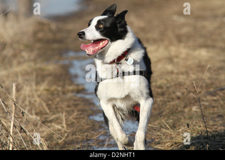 Heureux Border Collie tournant au printemps Banque D'Images