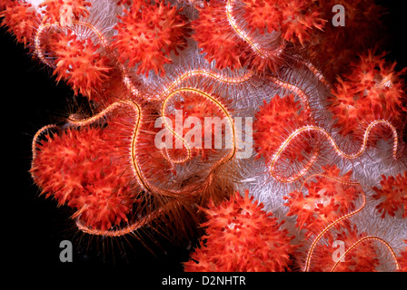 Star Ophiothrix purpurea cassants ou balayage alimentation coraux mous sur Dendronephthya, Mer de Corail, l'océan Pacifique, la Papouasie-Nouvelle-Guinée Banque D'Images