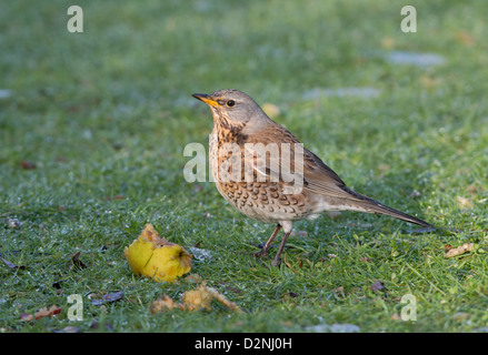 F, Turdus Fieldfare. L'hiver. Uk Banque D'Images