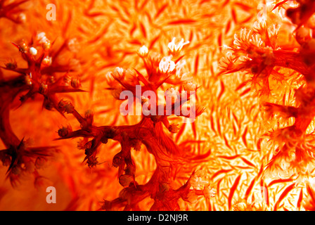 Dendronephthya corail mou. Loloata Island, le Centre de la Provence, la Papouasie-Nouvelle-Guinée, Mer de Corail, l'Océan Pacifique Banque D'Images