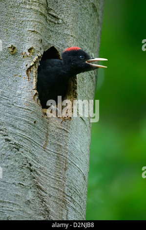 - Jungvogel Schwarzspecht, Pic Noir, les jeunes • Bade-Wurtemberg, Allemagne Banque D'Images