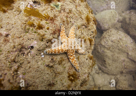 Une étoile de mer orange s'accroche à un récif rocheux sur le site de plongée Old Marineland au large de la Californie Banque D'Images