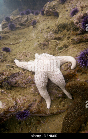 Une étoile de mer blanche repose sur un récif rocheux entouré d'oursins violets sur le site de plongée Old Marineland en Californie Banque D'Images