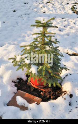 Pin petit arbre de Noël en pot dans le jardin couvert de neige Banque D'Images