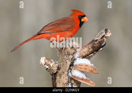 Cardinal rouge Cardinalis cardinalis homme perché sur souche d'arbre est de l'Amérique du Nord Banque D'Images