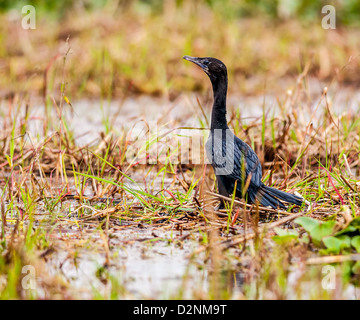 Little Cormorant, phalacrocorax niger, oiseau perché près du bord de l'eau,, copy space Banque D'Images