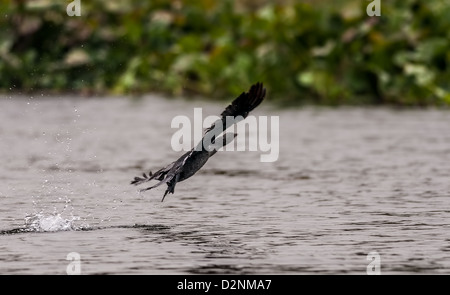 Little Cormorant, phalacrocorax niger, oiseau, voler au-dessus de l'eau, copy space Banque D'Images