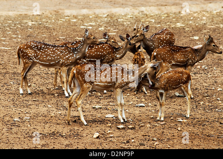 Troupeau de femelles dans un zoo, le Zoo de Mysore, Mysore, Karnataka, Inde Banque D'Images