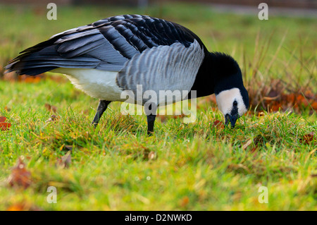 Barnacle Goose paissant dans un pré, Weisswangengans weidend. Banque D'Images