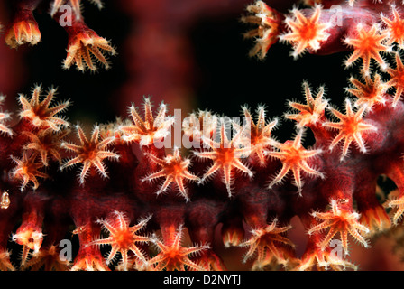 Subergorgia mollis Sea Fan de minuscules crustacés Crustacés, Loloata Island, Papouasie-Nouvelle-Guinée, Mer de Corail de l'Océan Pacifique Banque D'Images