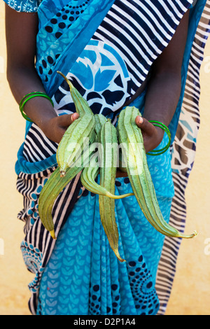 Village de l'Inde rurale woman holding Ridge gourdes dans ses mains. L'Andhra Pradesh, Inde Banque D'Images