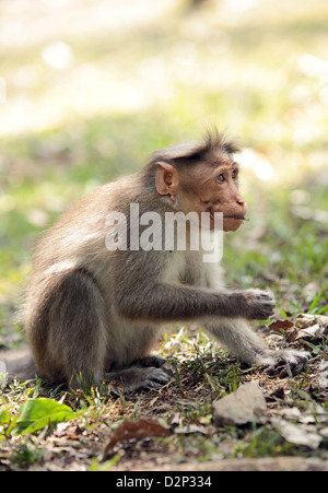 Un singe macaque bonnet à se nourrir dans la nature à la réserve naturelle de Periyar au Kerala, en Inde. Banque D'Images