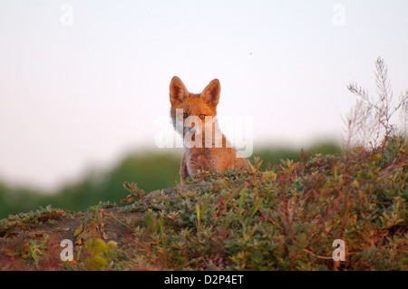 Le renard roux (Vulpes vulpes), les jeunes, Yermakov island, l'Ukraine, l'Europe de l'Est Banque D'Images