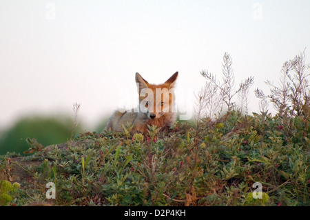 Le renard roux (Vulpes vulpes), les jeunes, Yermakov island, l'Ukraine, l'Europe de l'Est Banque D'Images