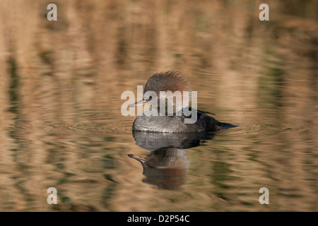 Harle couronné Lophodytes cucullatus collection Femmes adultes natation d'oiseaux Banque D'Images