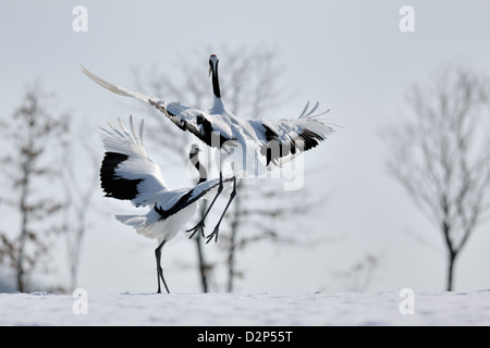 Deux grues à couronne rouge (Grus japonensis) dans la cour, Hokkaido, Japon. Banque D'Images