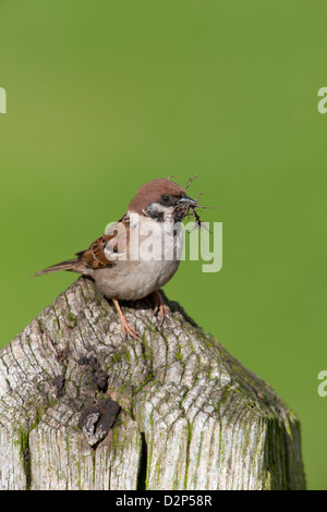 Des arbres Pinson Passer montanus perché sur un piquet avec matériel de nidification dans le projet de loi Banque D'Images