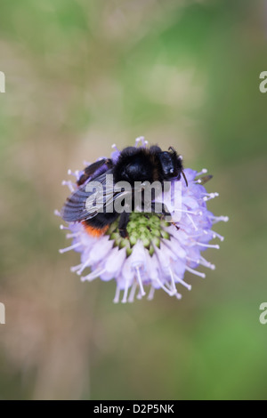 Red-tailed bourdon Bombus lapidarius se nourrissant de Devil'sbit Scabious flower Banque D'Images