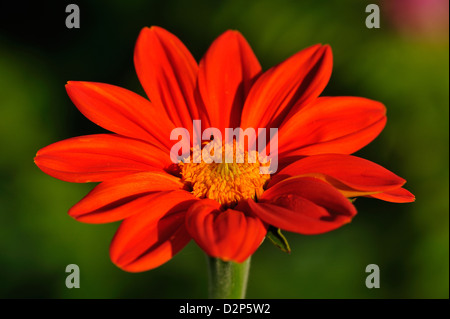 Rundblaettrige Tithonie (Tithonia rotundifolia) • Landkreis Schwaebisch Hall, Bade-Wurtemberg, Allemagne Banque D'Images