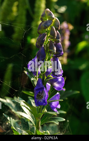 Blauer Eisenhut (Aconitum napellus Monkshood) • Landkreis Schwaebisch Hall, Bade-Wurtemberg, Allemagne, Allemagne Banque D'Images