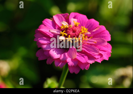 Erlesene Zinnie 'Benarys Riesen Violett' (Zinnia violacea) • Landkreis Schwaebisch Hall, Nordrhein-Westfalen, Deutschland, Allemagne Banque D'Images