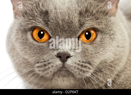 Chat British Shorthair bleu, portrait Banque D'Images