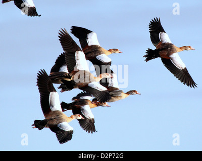 Troupeau d'oies égyptiennes (Alopochen aegyptiaca) en vol contre un ciel bleu Banque D'Images