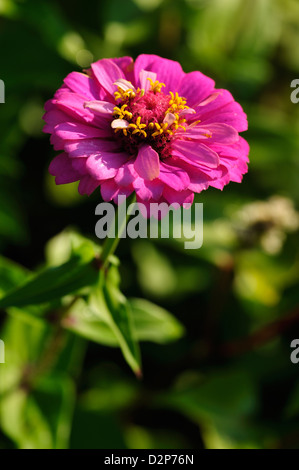 Erlesene Zinnie 'Benarys Riesen Violett' (Zinnia violacea) • Landkreis Schwaebisch Hall, Nordrhein-Westfalen, Deutschland, Allemagne Banque D'Images