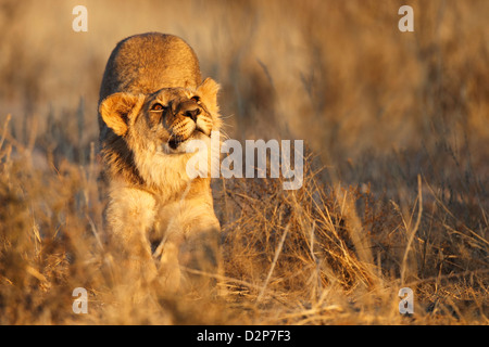 Jeune lion Kalahari stretching, Kgalagadi Transfrontier Park, Afrique du Sud, Botswana. Banque D'Images