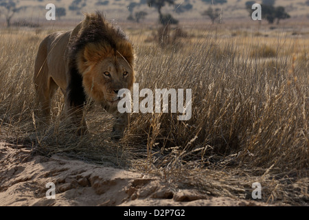 Grand mâle balades Kalahari thru de l'herbe sèche. Kgalagadi Transfrontier Park, Afrique du Sud. Banque D'Images