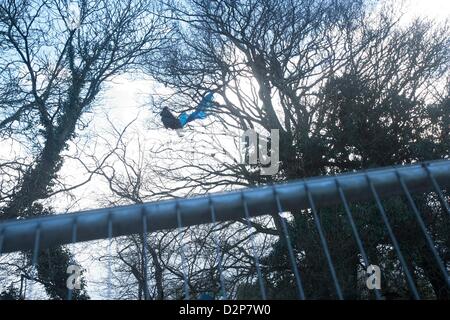 Les derniers manifestants sont retirés des arbres à l'étang de leurre Combe Haven . Bexhill - Hastings Bypass. Il y a une énorme présence de sécurité - au milieu d'un marais boueux. Environ 100 policiers et tourné vers le haut et la sécurité . 15 personnes restent dans les arbres East Sussex conseil pays pousser pour la construction de routes a refusé de permettre à l'alimentation et la médecine dans les arbres. L'arborescence des manifestants samedi 3 nuits de tempête et de la pluie Banque D'Images