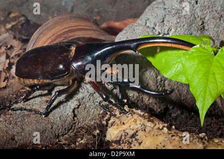 Hercules Beetle mâle Banque D'Images