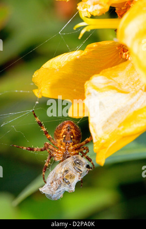 Jardin Araignée Araneus diadematus (proies) avec Banque D'Images