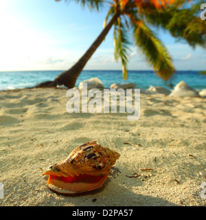 Shell sur le sable, dans palm Banque D'Images