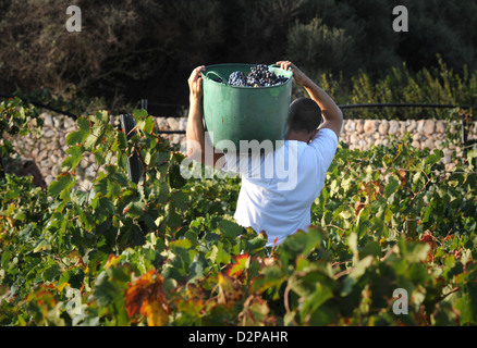 La récolte des raisins Merlot vignoble Binifadet, Minorque, Espagne Banque D'Images