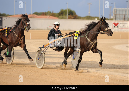 Course de trot de cheval, Mahon Menorca, Espagne Banque D'Images